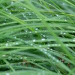 wetgrass