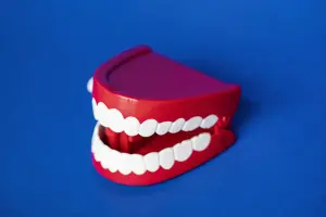 mouth gums