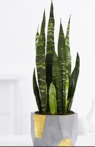 snake plant