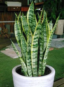 snake plant