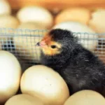 Who came first egg or chicken ? funny answer egg or chicken